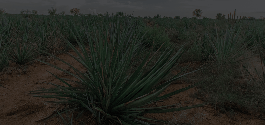 Cultivo del agave y cuidado del ecosistema en Sonora