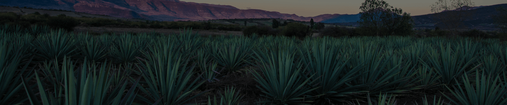 Origen del bacanora en Sonora
